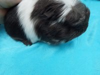 Ginepig Bebeklerimizi Görmeden Karar Vermeyin