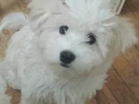 Maltese Terrier İki Aylıklar