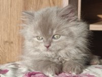 British Longhair Erkek Yavrumuz