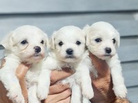 0 numara maltese terrier minnaklarım