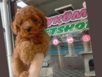 Toy Poodle Erkek