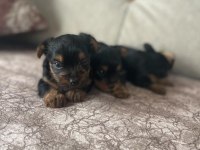 Minik yorkshire terrier yakışıklılar