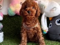 Sevimli Toy Poodle Yavrularımız