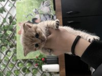 Cins kedimiz yuva arıyor 1 aylık