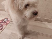 SAHİBİNDEN 1 YAŞINDA DİŞİ MALTİPOO