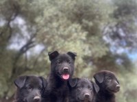 Muhteşem Alman Çoban Köpeği Yavrularımız
