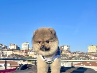 AYI SURAT POMERANİAN BOO YAVRULAR