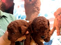 Toy poodle yavrularımız ruhsatlı çiftliğimizden