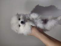 Pomeranian minik surat