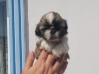 Bebeklerimiz Yeni Ailelerini Bekliyor Sihh Tzu