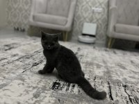 British Shorthair 3 Aylık