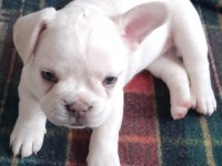FLUFFY ve ISABELLA TAŞIYICI RENK RENK EXOTIC FRENCH BULLDOG