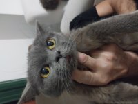 Kedimiz duman rengi ona yuva arıyoruz sakin ve çok uysal