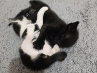 3 yavru kediye yuva arıyoruz