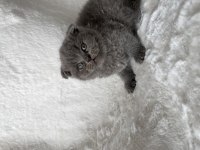 Mükemmel huylu Scottish fold