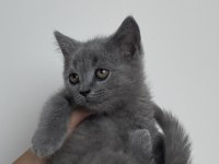 Yavru british shorthair