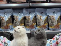Scottish Fold kardeşler