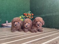 Toy Poodle Köpekler Referans Yavrular