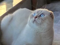 Scottish fold Erkek