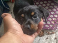 Doberman yavrular ırk sağlık garantili