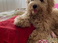 1 yaşında maltipoo acil sahiplendirilecek
