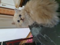 British longhair yavrular