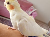 8 Aylık Evcil Lutino Sultan Papağanı