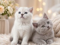 A KALİTE BEBEK KEDİLER DENİZLİ