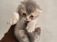 Safkan scottish fold bebeklerim