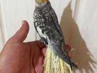 63 Günlük Full Evcil Kusursuz Sultan Papağanı Bebek