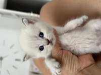 British ve scottish kedi yavruları