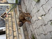1 Ocak Doğumlu Bakımlı Yavru Köpekler