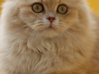 British Longhair Dişi