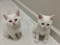 BEYAZ TÜYLÜ MAVİ GÖZLÜ british shorthair