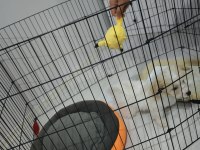 Maltipoo 2 aylık