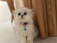 2 aylık scottish longhair kedimiz yuva arıyor