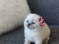 Scottish Fold ve British Shorthair Yavrular