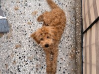 Red Brown toy poodle