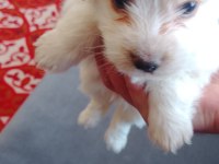 Terrier çok sevimli bir cins