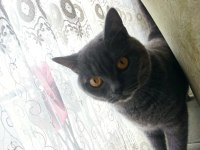 Erkek British Shorthair