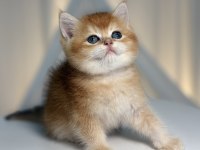 Ny11 Golden Shaded Yakışıklı British Shorthair