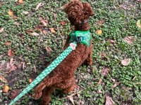 Uygun Fiyat Toy Poodle Kızıl