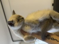 Blue point british shorthair bebekler