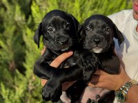 Cane corso bebekler
