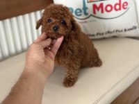 Redbrown tea cup kore poodle yavrularımız