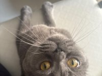 British shorthair kedimiz duman