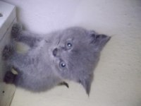 Safkan british shorthair cinsi yavru kedimiz