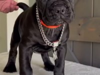 Profesyonel üretim çifliğinden cane Corso kapıda ödeme