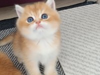 Muhteşem Golden British Shorthair Yavrular