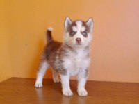 HUSKY SİBİRYA YAVRULARI